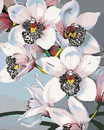 Painting by Numbers - Beautiful Orchids, 40x50 cm, stretched canvas on frame - Painting by Numbers