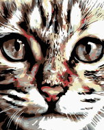 Painting by Numbers - Mourovaté kitten, 40x50 cm, stretched canvas on frame - Painting by Numbers