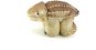 Teddies Egg Hatching and Growing Dinosaur - Experiment Kit