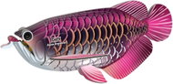 EUGY Arowana asijská 3D kartonová skládačka   - 3D Puzzle