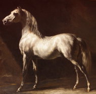 GRAFIKA Square puzzle Cheval Arabe Gris-Blanc 1000 pieces - Jigsaw Puzzle