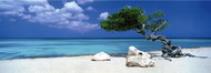 HEYE Panoramic Puzzle Divi Divi Tree (Aruba, Antilles) 1000 pieces - Jigsaw Puzzle