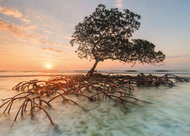 HEYE Mangrove Puzzle 1000 pieces - Jigsaw Puzzle