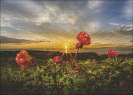 HEYE Puzzle Blackberry mulberry 1000 pieces - Jigsaw Puzzle