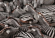CLEMENTONI National Geographic: Zebras in the enclosure 1000 pieces - Jigsaw Puzzle