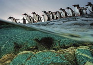 CLEMENTONI National Geographic: gentoo penguins plunge into the sea 1000 pieces - Jigsaw Puzzle