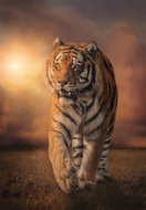 CLEMENTONI Tiger 1000 pieces - Jigsaw Puzzle