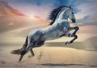 Trefl Majestic Horse 1000 pieces - Jigsaw Puzzle