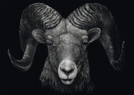 SCHMIDT Puzzle Animal Features - Domination of the ram: the embodiment of fire 1000 pieces - Jigsaw Puzzle