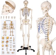 Anatomical model human skeleton 180 cm white - Anatomy Model