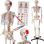 Anatomický model ľudská kostra 180 cm s označením svalov a kostí biely - Anatomický model