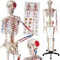 Anatomický model lidská kostra 180 cm s označením svalů a kostí bílý - Anatomy Model