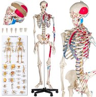 Anatomický model ľudská kostra s označením a číslovaním svalov biely - Anatomický model