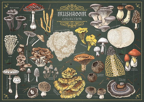 TREFL Puzzle Premium Plus Finders Keepers: mushrooms 500 pieces - Jigsaw Puzzle - Main image