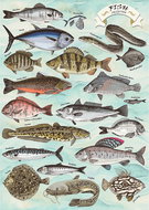 TREFL Puzzle Premium Plus Finders Keepers: Ryby 500 dílků - Jigsaw Puzzle