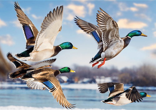 TREFL Puzzle Premium Plus: Flight of the Wild Ducks 1000 pieces - Jigsaw Puzzle - Main image