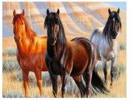 Vikpap Painting by numbers, canvas 30 × 20 cm - Arabian Thoroughbred - Painting by Numbers