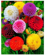 Vikpap Painting by numbers, canvas 30 × 40 cm - Multicoloured dahlias - Painting by Numbers