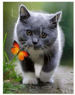 Vikpap Painting by numbers, canvas 30 × 40 cm - Curious kitten and butterfly - Painting by Numbers