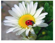 Vikpap Painting by numbers, canvas 40 × 30 cm - Ladybug on a flower - Painting by Numbers