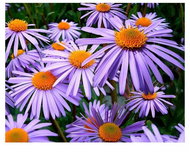 Vikpap Painting by numbers, canvas 40 × 30 cm - Purple asters - Painting by Numbers