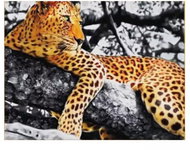 Vikpap Painting by numbers, canvas 40 × 30 cm - Cheetah - Painting by Numbers