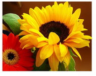 Vikpap Painting by numbers, canvas 40 × 30 cm - Sunflowers and Gerberas - Painting by Numbers