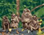 Čtyři opice s banány, 80×100 cm, bez rámu a bez vypnutí plátna - Painting by Numbers