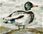 Divoký kačer (Haley Bush), 80×100 cm, bez rámu a bez vypnutí plátna - Painting by Numbers