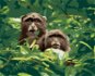 Dvě opice v lese v Jižní Africe, 80×100 cm, bez rámu a bez vypnutí plátna - Painting by Numbers