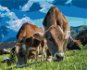 Kravy v horách, 80 × 100 cm, bez rámu a bez vypnutia plátna - Maľovanie podľa čísel