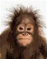 Mladý orangutan, 80 × 100 cm, plátno napnuté na rám - Maľovanie podľa čísel