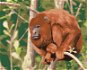 Opice Mantled odpočívající na stromě, 80×100 cm, bez rámu a bez vypnutí plátna - Painting by Numbers
