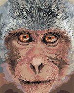 Opice z blízka, 80×100 cm, vypnuté plátno na rám - Painting by Numbers
