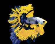 Ryba bojovnica žlto-modrá, 80 × 100 cm, plátno napnuté na rám - Maľovanie podľa čísel