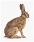 Sediaci zajac, 80 × 100 cm, plátno napnuté na rám - Maľovanie podľa čísel