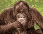 Vysmátý orangutan, 80×100 cm, vypnuté plátno na rám - Painting by Numbers