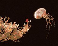 Žena naťahujúca sa po medúze, 40×50 cm, bez rámu a bez vypnutia plátna - Maľovanie podľa čísel