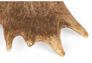 Hunting Dog Ducks antlers L - Fallow Antler Dog Chew