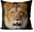 Cushion Lion does not care