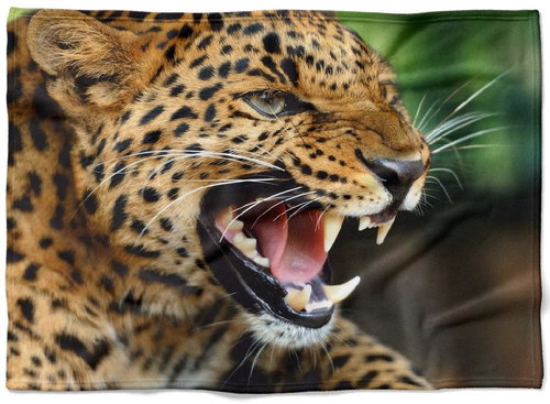 IMPAR Fleece blanket Cheetah roar, 200 × 140 cm - Blanket - Main image