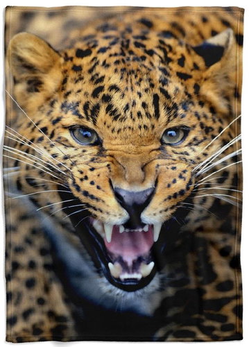 IMPAR Fleece blanket Cheetah roar, 150 × 120 cm - Blanket - Main image