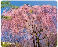 Verteidiger Seiden Pad Sakura - Mauspad