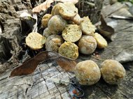 Mastodont Baits Boilies, Scopex – Coconut 20 mm 400 g - Boilies