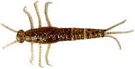 Savage Gear - 3D PVC Mayfly 5cm Brown Glitter 8pcs - Rubber Bait