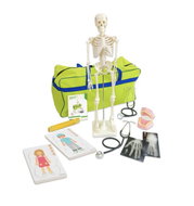 Betzold Human Body - Anatomy Model