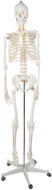 Malatec 22583 Anatomical skeleton model with stand 170 cm - Anatomy Model