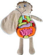 KIK KX2954 Educational doll - anatomical model, boy - Anatomy Model