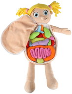 KIK KX2954 Educational doll - anatomical model, girl - Anatomy Model