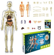 VIGO Anatomický model lidského těla FLESHTOPIA - Anatomy Model